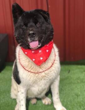 Rescue Akita Dogs for Adoption in Lubbock, Texas - Fabio | PetCurious