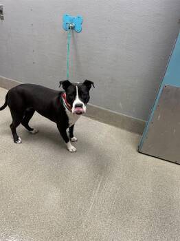 MOSA -  Pit Bull Terrier Dog for Adoption in Las Vegas, Nevada - MOSA | PetCurious