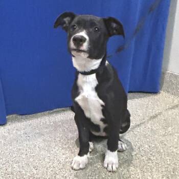 IVHS-Stray-142297 -  Pit Bull Terrier and Black Labrador Retriever Dog for Adoption in San Gabriel, California - IVHS-Stray-142297 | PetCurious