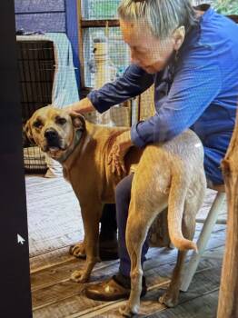 American Bulldog Dogs Available for Adoption in Charlottesville, Virginia - Zeus  Loving Afffectionate Boy Living In A Foster Home . Gorgeou | PetCurious