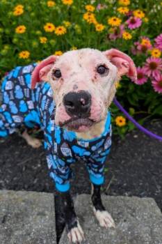 Pete -  Mixed Breed Dog for Adoption in Cincinnati, Ohio - Pete | PetCurious