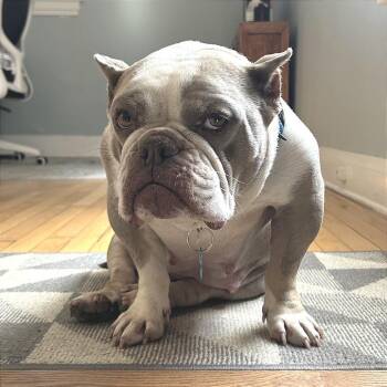 Sweetie Surprise -  English Bulldog and Mixed Breed Dog for Adoption in Chicago, Illinois - Sweetie Surprise | PetCurious