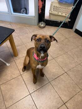 Mixed Breed Dogs Available for Adoption - Unknown City Hall | PetCurious