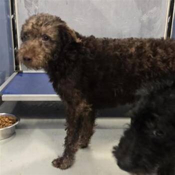 61318039 -  Mixed Breed Dog for Adoption in El Paso, Texas - 61318039 | PetCurious