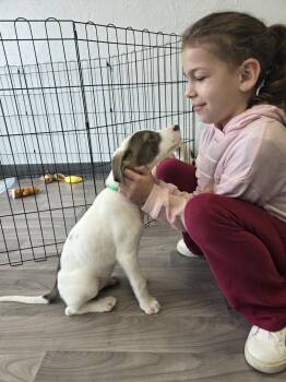 Great Pyrenees and Pit Bull Terrier Dogs Available for Adoption - Cammie The Pyrenees Mix Puppy | PetCurious