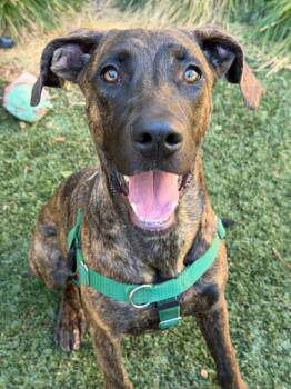 Josie -  Hound and Labrador Retriever Dog for Adoption in Sunnyvale, California - Josie | PetCurious