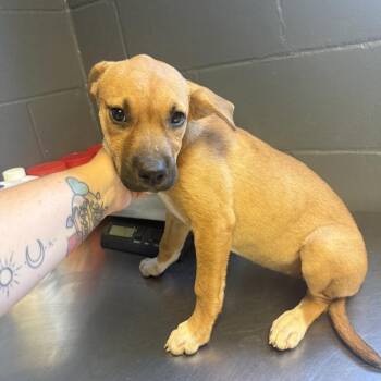 TUSC-Stray-85564_2 -  Shepherd and Mixed Breed Dog for Adoption in Tuscaloosa, Alabama - TUSC-Stray-85564_2 | PetCurious
