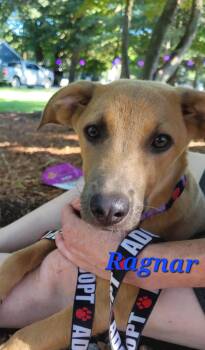 Rescue Black Mouth Cur Dogs for Adoption in Wayne, New Jersey - Ragnar | PetCurious