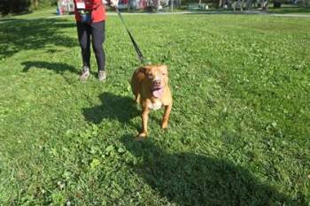 Doobie -  Mixed Breed Dog for Adoption in West Chester, Pennsylvania - Doobie | PetCurious