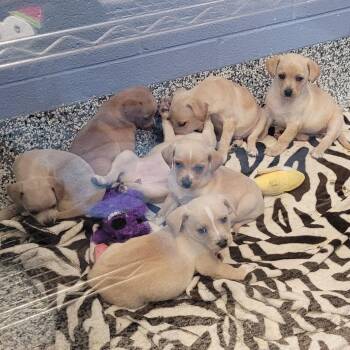 Neptune -  Chihuahua and Mixed Breed Dog for Adoption in Madisonville, Tennessee - Neptune | PetCurious