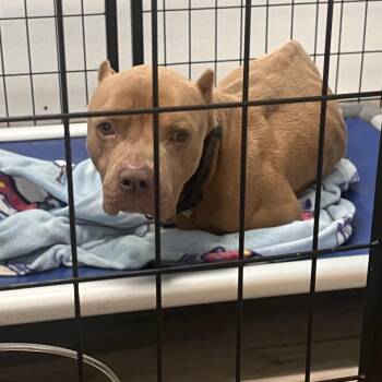 Terrier Dogs Available for Adoption - Brando | PetCurious