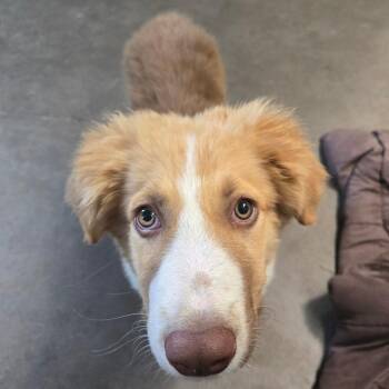 Macaroni -  Great Pyrenees and Mixed Breed Dog for Adoption in Graham, Texas - Macaroni | PetCurious