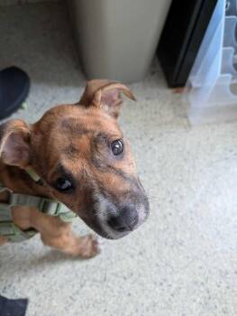 Bruce -  Pit Bull Terrier Dog for Adoption in Bowling Green, Ohio - Bruce | PetCurious