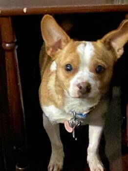 Rescue Chihuahua Dogs for Adoption in San Antonio, Texas - TY | PetCurious