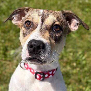 Sissy -  Labrador Retriever Dog for Adoption in Jefferson, Wisconsin - Sissy | PetCurious
