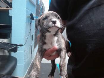 Pit Bull Terrier and Mixed Breed Dogs Available for Adoption in Albuquerque, New Mexico - COCHIN | PetCurious