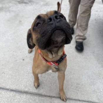 GARFIELD -  Mixed Breed Dog for Adoption in Fernandina Beach, Florida - GARFIELD | PetCurious