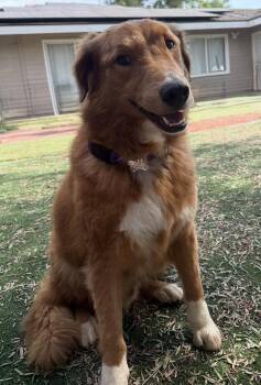 Golden Retriever and Collie Dogs Available for Adoption in Carlsbad, California - Sunny | PetCurious