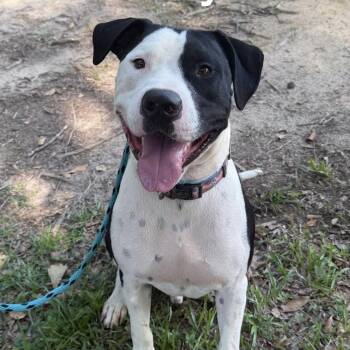 Rocky -  Pit Bull Terrier Dog for Adoption in Columbia, South Carolina - Rocky | PetCurious