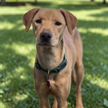 Labrador Retriever and Terrier Dogs Available for Adoption in San Diego, California - Dollar | PetCurious