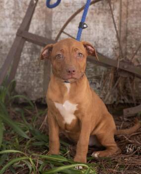 Terrier and Labrador Retriever Dogs Available for Adoption - HAZEL | PetCurious