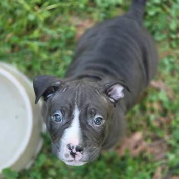 Mixed Breed Dogs Available for Adoption in Fredericksburg, Virginia - Cassmore | PetCurious