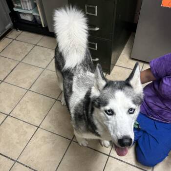 Kira -  Siberian Husky Dog for Adoption in Newport, North Carolina - Kira | PetCurious