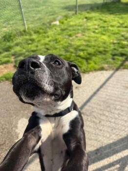 Pit Bull Terrier Dogs Available for Adoption in Renfrew, Pennsylvania - Scar | PetCurious