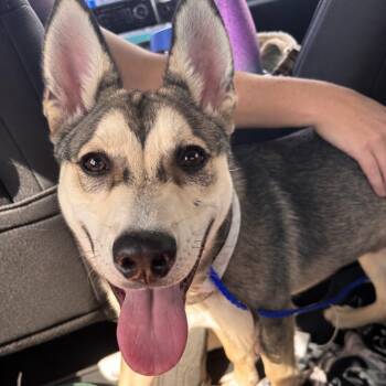 Basil -  Husky Dog for Adoption in Sumter, South Carolina - Basil | PetCurious