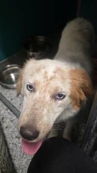 Daisy -  Australian Shepherd and Mixed Breed Dog for Adoption in Burlington, Iowa - Daisy | PetCurious