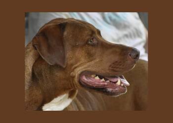 Great Dane and Mixed Breed Dogs Available for Adoption in Georgetown, Texas - Phoenix | PetCurious