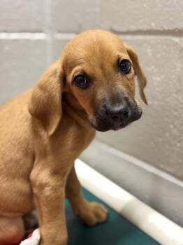 Raisinette -  Hound Dog for Adoption in Sacramento, California - Raisinette | PetCurious