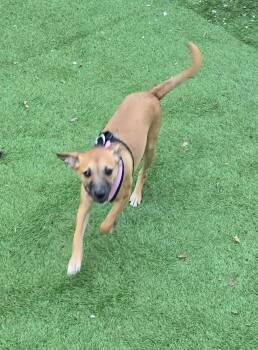 Baylon -  Beagle and Basset Hound Dog for Adoption in Ashville, Ohio - Baylon | PetCurious
