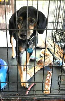 Rescue Black And Tan Coonhound Dogs for Adoption in Lexington, Massachusetts - Zuma | PetCurious