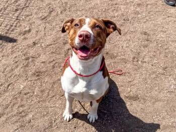 NESSIE -  Pit Bull Terrier and Labrador Retriever Dog for Adoption in Tustin, California - NESSIE | PetCurious