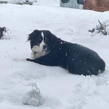 Australian Shepherd Dogs Available for Adoption - Chelsea | PetCurious