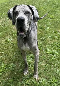 Doug -  Great Dane Dog for Adoption in Cleveland, Ohio - Doug | PetCurious