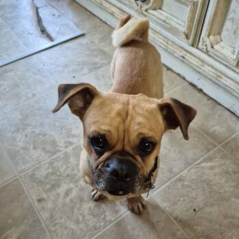 Rescue Pug Dogs for Adoption in Chatham, Ontario - Pugsley | PetCurious