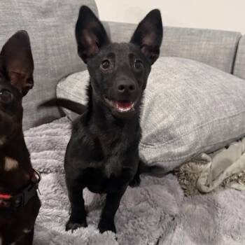 Winky -  Chihuahua and Dachshund Dog Available for Adoption in Richmond, Virginia - Winky | PetCurious