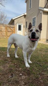 Mixed Breed Dogs Available for Adoption in Allegan, Michigan - Mr. Bubbles* | PetCurious