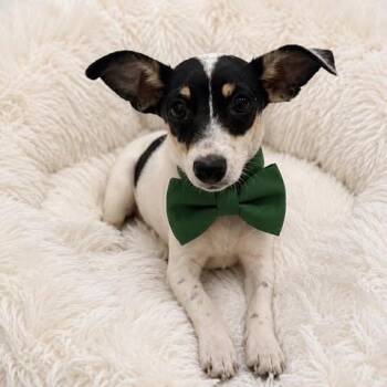 Pico -  Rat Terrier and Chihuahua Dog for Adoption in Crosby, Texas - Pico | PetCurious