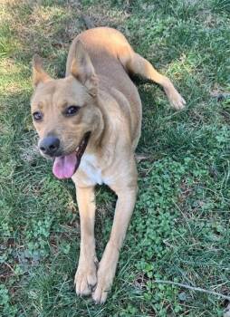 Carolina Dog and Mixed Breed Dogs Available for Adoption - Mavis | PetCurious