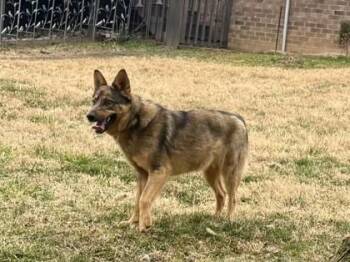 Cattle Dog and Australian Shepherd Dogs Available for Adoption - Turbo | PetCurious