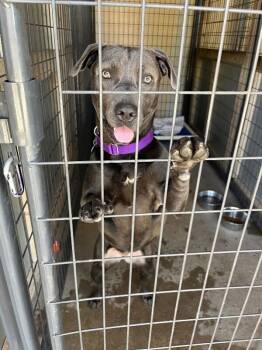 Cabbage Patch Kid -  Pit Bull Terrier and Mixed Breed Dog for Adoption in Fort Collins, Colorado - Cabbage Patch Kid | PetCurious