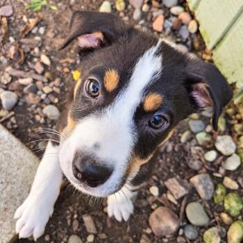 Bosco -  Australian Shepherd and Mixed Breed Dog for Adoption in Mundelein, Illinois - Bosco | PetCurious