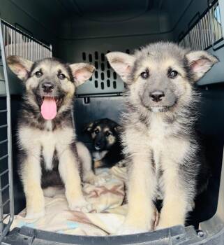 German Shepherd Dog Dogs Available for Adoption in Valley Park, Oklahoma - Helga | PetCurious