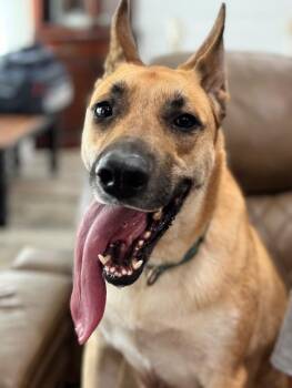 German Shepherd Dog and Mixed Breed Dogs Available for Adoption in Friendswood, Texas - Calhoun English | PetCurious