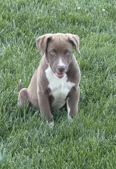 Sienna -  Labrador Retriever Dog Available for Adoption in South Bend, Indiana - Sienna | PetCurious