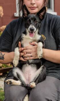 Rescue Basenji Dogs for Adoption in Chester Springs, Pennsylvania - Malawi | PetCurious