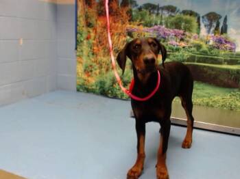 A551846 -  Doberman Pinscher and Mixed Breed Dog for Adoption in Moreno Valley, California - A551846 | PetCurious